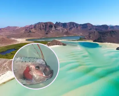 Avistamiento de pez remo en playa de Baja California Sur sorprende en redes sociales; ¿qué significa?