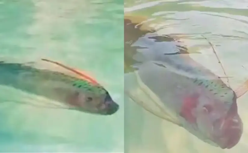 Avistamiento de pez remo en playa de Baja California Sur sorprende en redes sociales El pez remo fue captado nadando en la superficie del agua en playa Balandra. Fotos: TikTok
