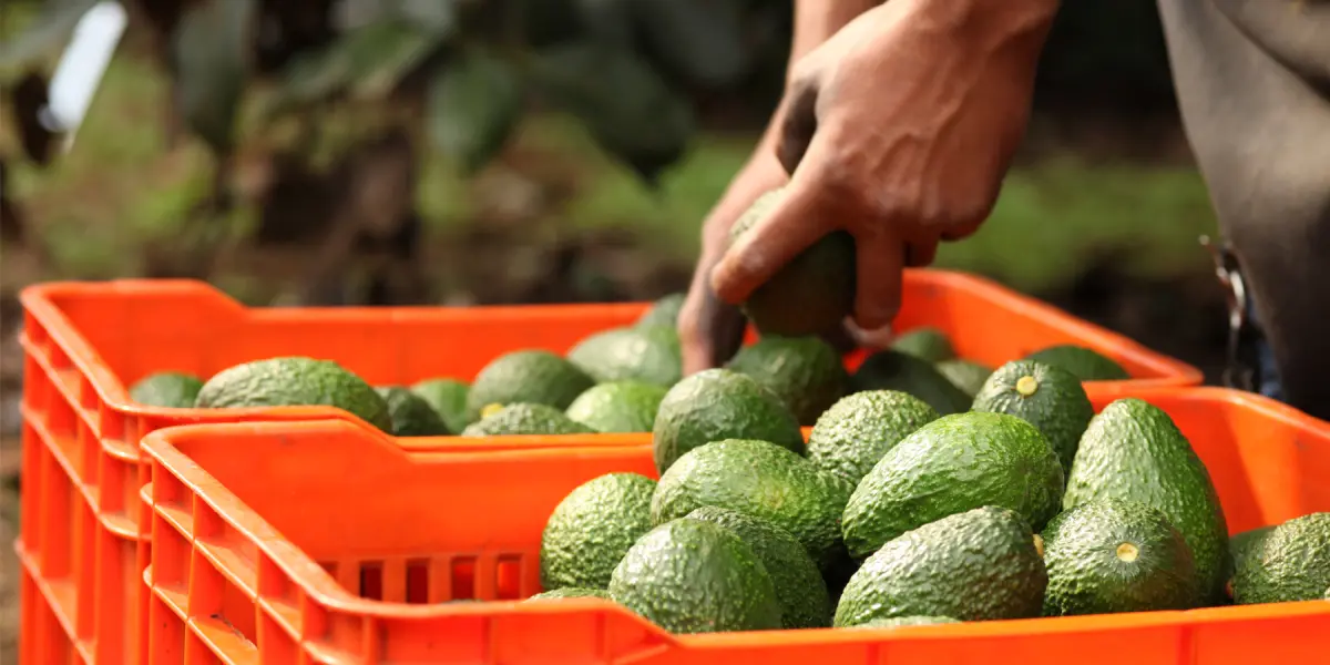 El aguacate mexicano sigue conquistando al mundo Foto: Cortesía