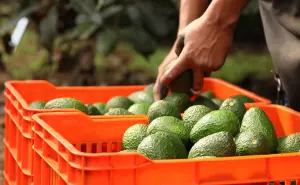 México consolida 15 años de crecimiento en exportaciones agroindustriales: ¡El campo no se detiene!