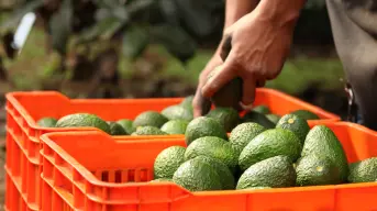 México consolida 15 años de crecimiento en exportaciones agroindustriales: ¡El campo no se detiene!