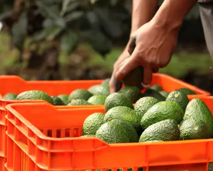México consolida 15 años de crecimiento en exportaciones agroindustriales: ¡El campo no se detiene!