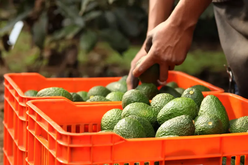 La producción de aguacate es de clase internacional en Michoacán. Foto: Cortesía