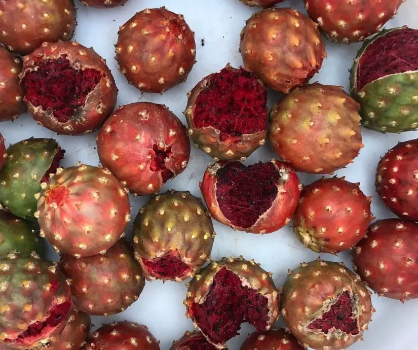 La fruta que está de temporada en Sinaloa y Sonora y es ideal para combatir la anemia La pitahaya es una de las frutas más apreciadas en Sinaloa. Foto: Cortesía