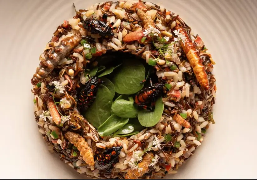 Menú para el Festival de Bichos, arroz con bichos. Foto: cortesía Menú para el Festival de Bichos, arroz con bichos. Foto: cortesía.