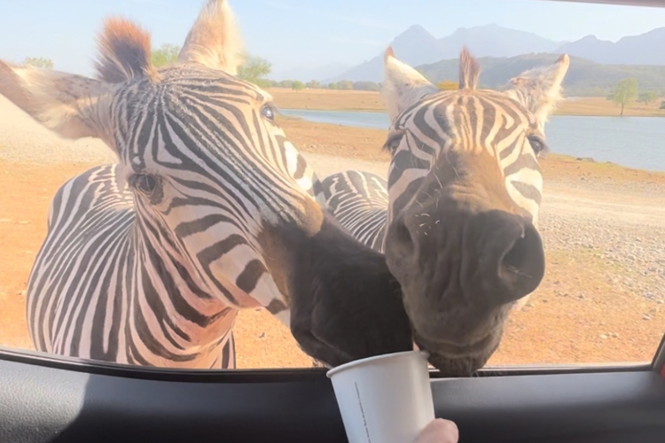 Una aventura salvaje: Descubre Bioparque Estrella Monterrey