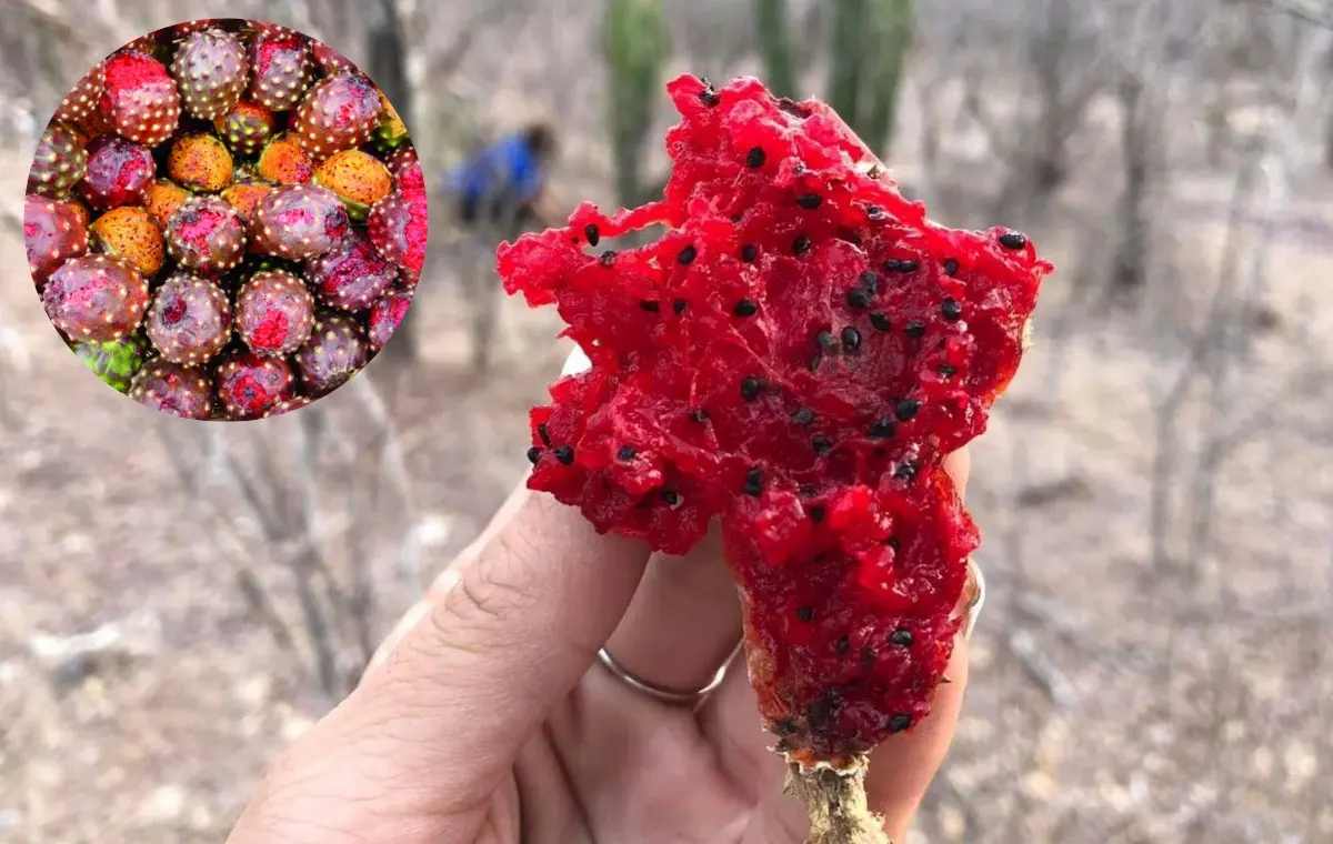 La pitaya es muy apreciada por su sabor y sus propiedades. Foto: Cortesía