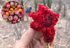 La fruta que está de temporada en Sinaloa y Sonora y es ideal para combatir la anemia