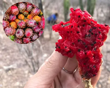 La fruta que está de temporada en Sinaloa y Sonora y es ideal para combatir la anemia