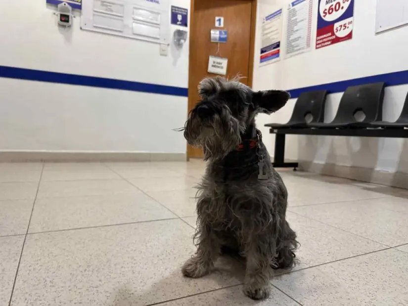 ¡Ahora Farmacias Similares contarán con consultas para tus mascotas!. Foto: Cortesía. ¡Ahora Farmacias Similares contarán con consultas para tus mascotas!. Foto: Cortesía.