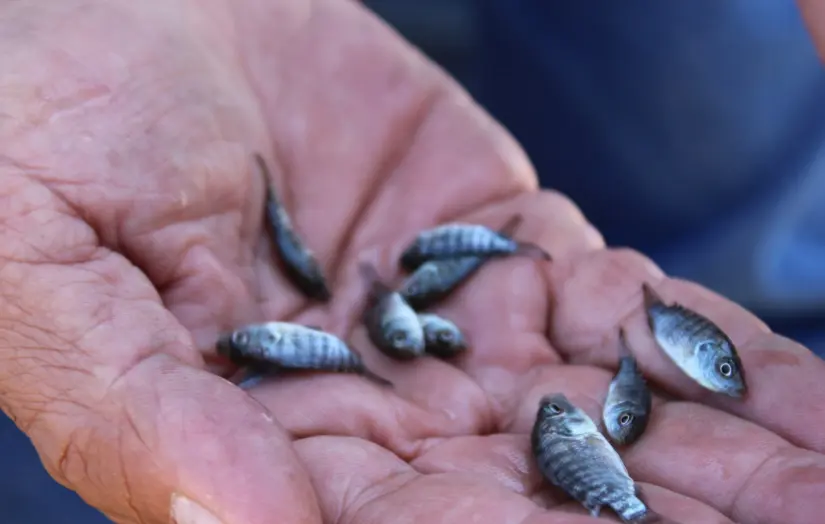De cuánto son los apoyos para pescadores y sector acuicola De cuánto son los apoyos para pescadores y sector acuicola. Foto: Cortesía