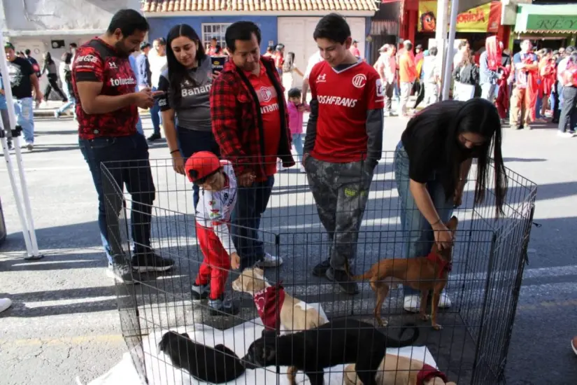 Módulo de adopción de lomitos en la final Módulo de adopción de lomitos en la final. Foto: Cortesía