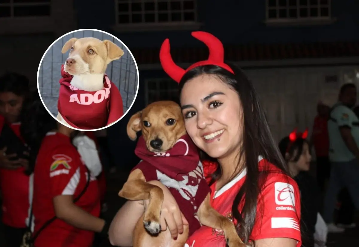 Son 77 perritos los que estarán buscando una familia en la final del futbol mexicano. Foto: Cortesía
