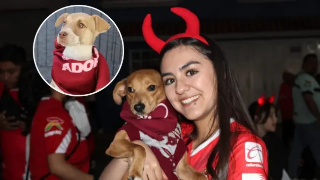 Son 77 perritos los que estarán buscando una familia en la final del futbol mexicano. Foto: Cortesía