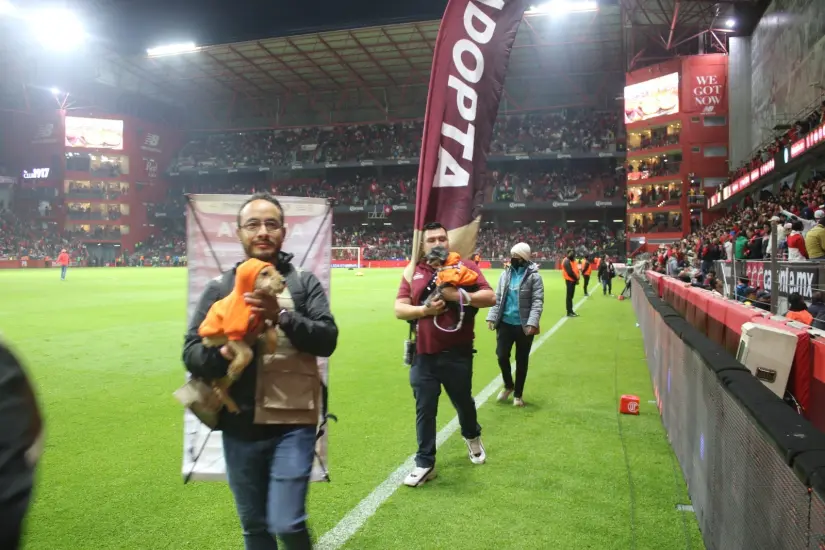 Perritos en adopción en la final de la Liga MX, Perritos en adopción en la final de la Liga MX, Foto: Cortesía