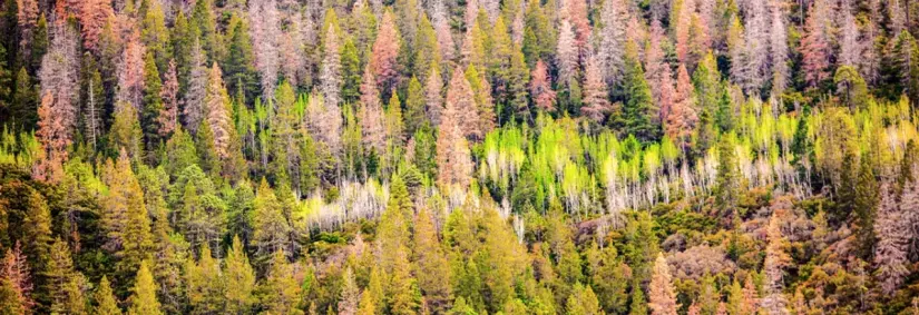 imagen recuadro Bosque Serrano en Arteaga Coahuila Foto: México Desconocido