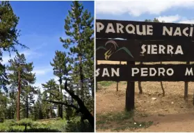 El árbol más viejo de Baja California tiene 500 años:  así es el Abuelo Milenario, te decimos donde está ubicado