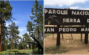 El árbol más viejo de Baja California tiene 500 años:  así es el Abuelo Milenario, te decimos donde está ubicado