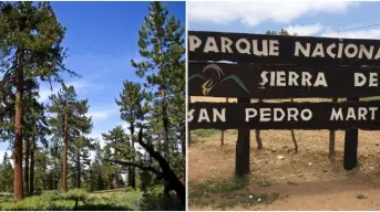 El árbol más viejo de Baja California tiene 500 años:  así es el Abuelo Milenario, te decimos donde está ubicado