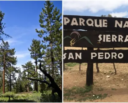 El árbol más viejo de Baja California tiene 500 años:  así es el Abuelo Milenario, te decimos donde está ubicado