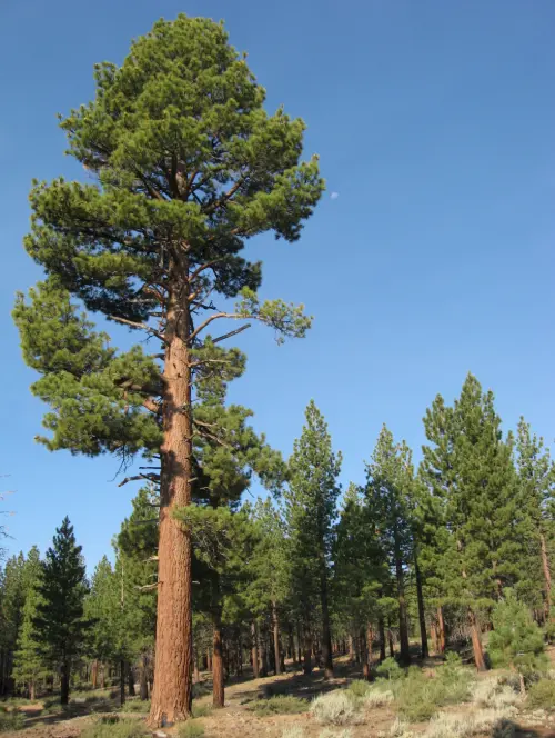 Pinus Jeffreyi conocido como 