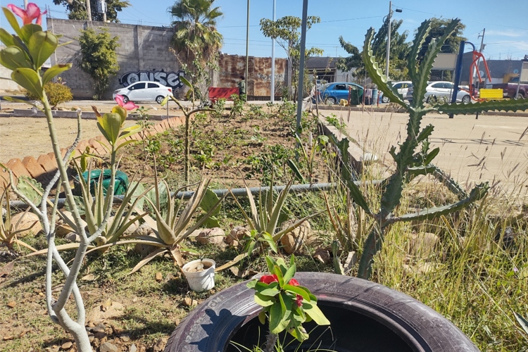 Barrancos II: un parque que florece con la comunidad del sur de Culiacán