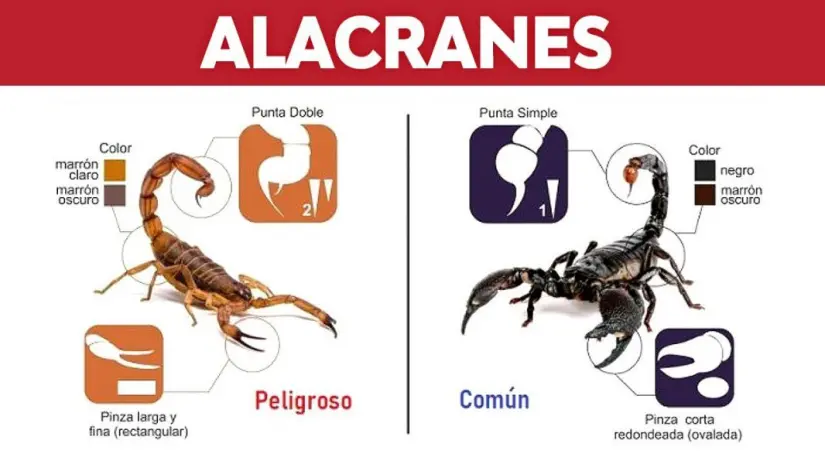 Cómo diferenciar alacranes. Foto: Gob. de Argentina