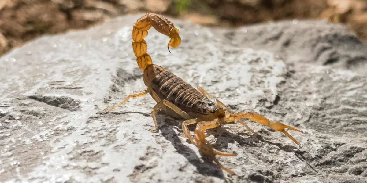 Muchas personas se preguntan qué hacer si un alacrán te pica. Foto: Cortesía