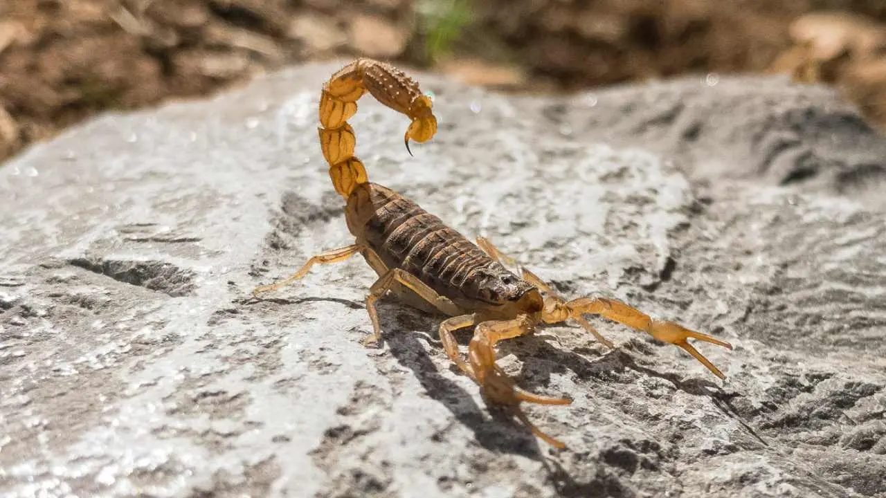 Muchas personas se preguntan qué hacer si un alacrán te pica. Foto: Cortesía