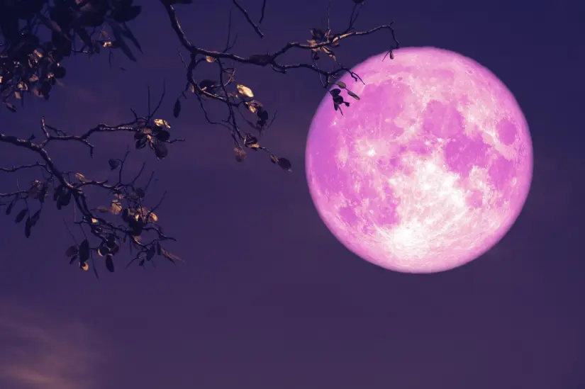 Luna de Fresa en junio. Foto: Shutterstock Luna de Fresa en junio. Foto: Shutterstock