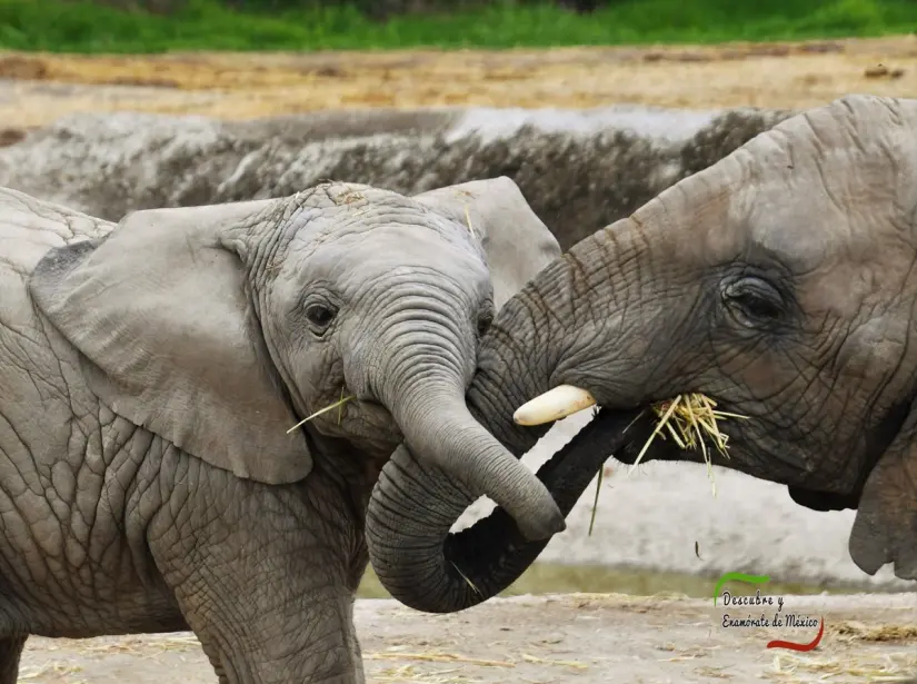 imagen recuadro Elefantes del parque Africam Safari Foto: Africam Safari