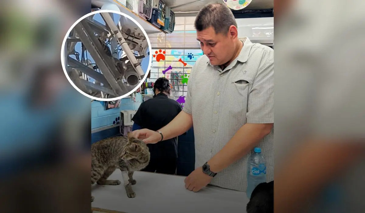 Armando Jiménez arriesgó su vida para salvar a “Antenita” y recordarnos la importancia de empatizar con los animales en situación de calle. Foto: Unidad de Protección de Animales.