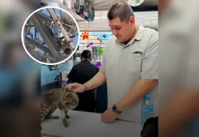 ¡Gatita en apuros! Armando la pone a salvo desde lo alto de una antena en Culiacán