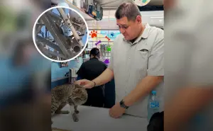 ¡Gatita en apuros! Armando la pone a salvo desde lo alto de una antena en Culiacán