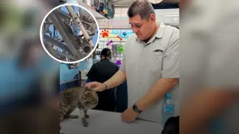 ¡Gatita en apuros! Armando la pone a salvo desde lo alto de una antena en Culiacán
