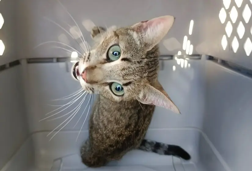 Unidad de Protección de Animales. Durante tres días, una gatita permaneció atrapada en lo alto de una antena sin ser reportada.