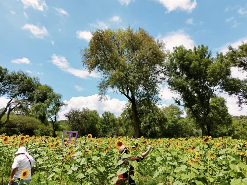 imagen recuadro Campos de girasoles en el Racho los Álamos Foto: Rancho los Álamos