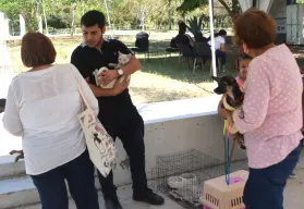 Campaña de esterilización gratuita mejora la vida de 166 perros y gatos en Culiacán