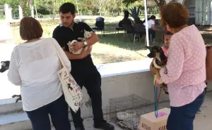Campaña de esterilización gratuita mejora la vida de 166 perros y gatos en Culiacán