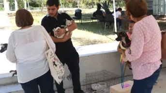 Campaña de esterilización gratuita mejora la vida de 166 perros y gatos en Culiacán