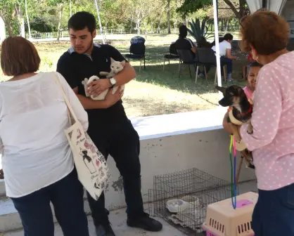 Campaña de esterilización gratuita mejora la vida de 166 perros y gatos en Culiacán