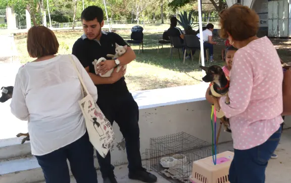 Campaña de esterilización gratuita mejora la vida de 166 perros y gatos en Culiacán