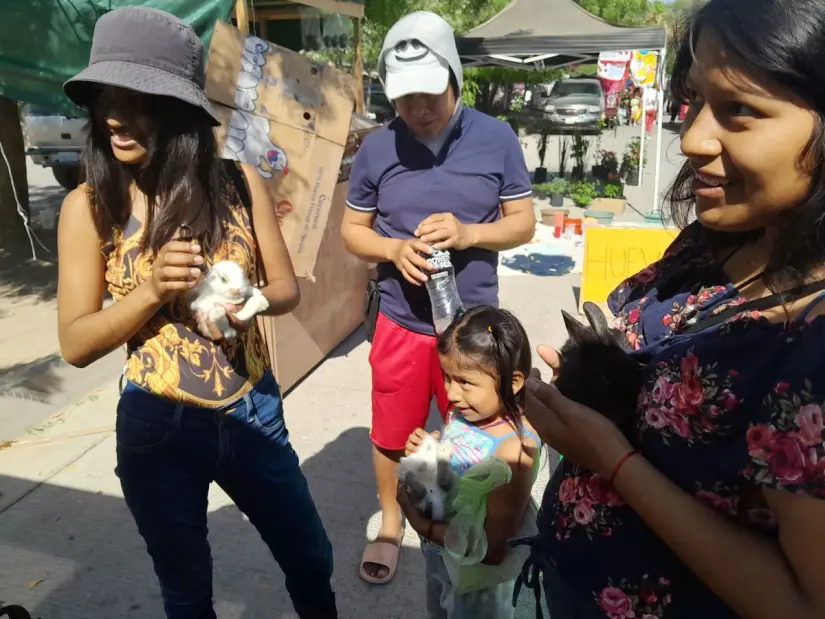 Todos quieren un conejito, aunque sea para acariciarlo, son la ternura del tianguis