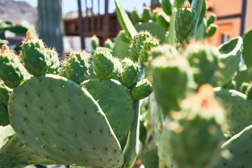 Conoce de qué se trata la Feria del Nopal en CDMX. Foto: Freepik. 