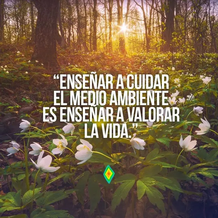 imagen recuadro Frases para reflexionar en el el Día Mundial del Medio Ambiente