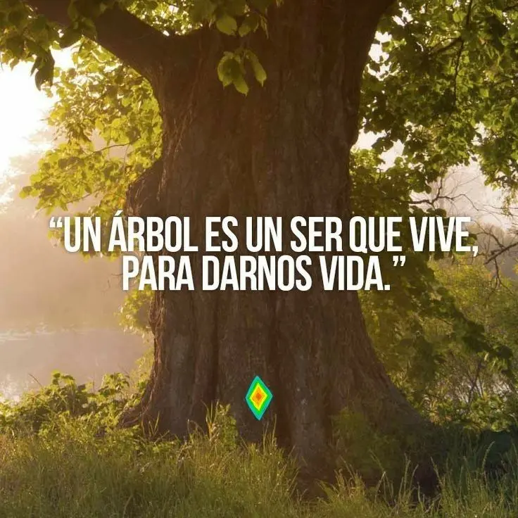 imagen recuadro Frases para reflexionar en el el Día Mundial del Medio Ambiente