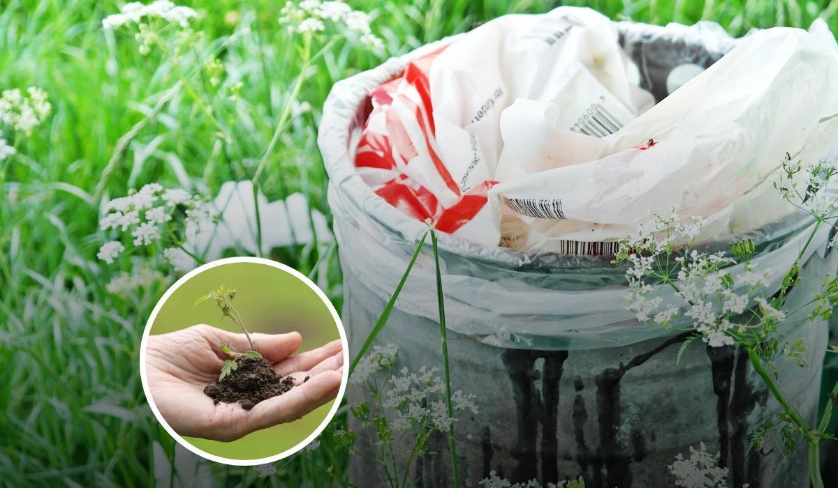 Freases para reflexionar en el Día Mundial del Medio Ambiente Foto: Pixabay