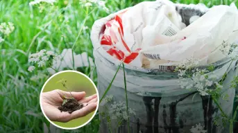 Frases para celebrar el Día Mundial del Medio Ambiente