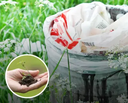 Frases para celebrar el Día Mundial del Medio Ambiente