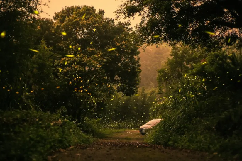 No te pierdas el recorrido de luciérnagas en Bosque Esmeralda. Foto: Unsplash. No te pierdas el recorrido de luciérnagas en Bosque Esmeralda. Foto: Unsplash.